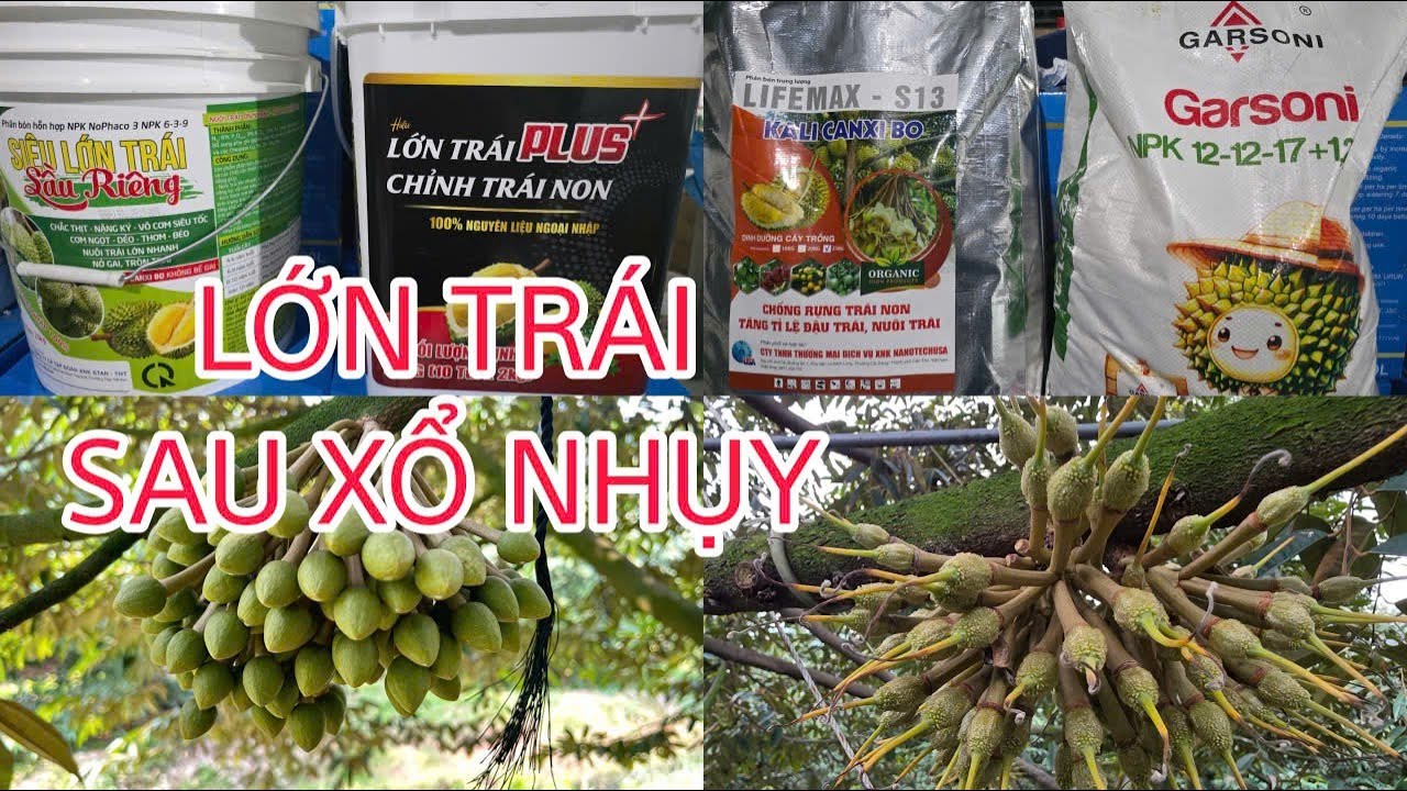 Rải Phân gì trước xổ nhụy? Làm sao xổ xong để trái lớn nhanh?