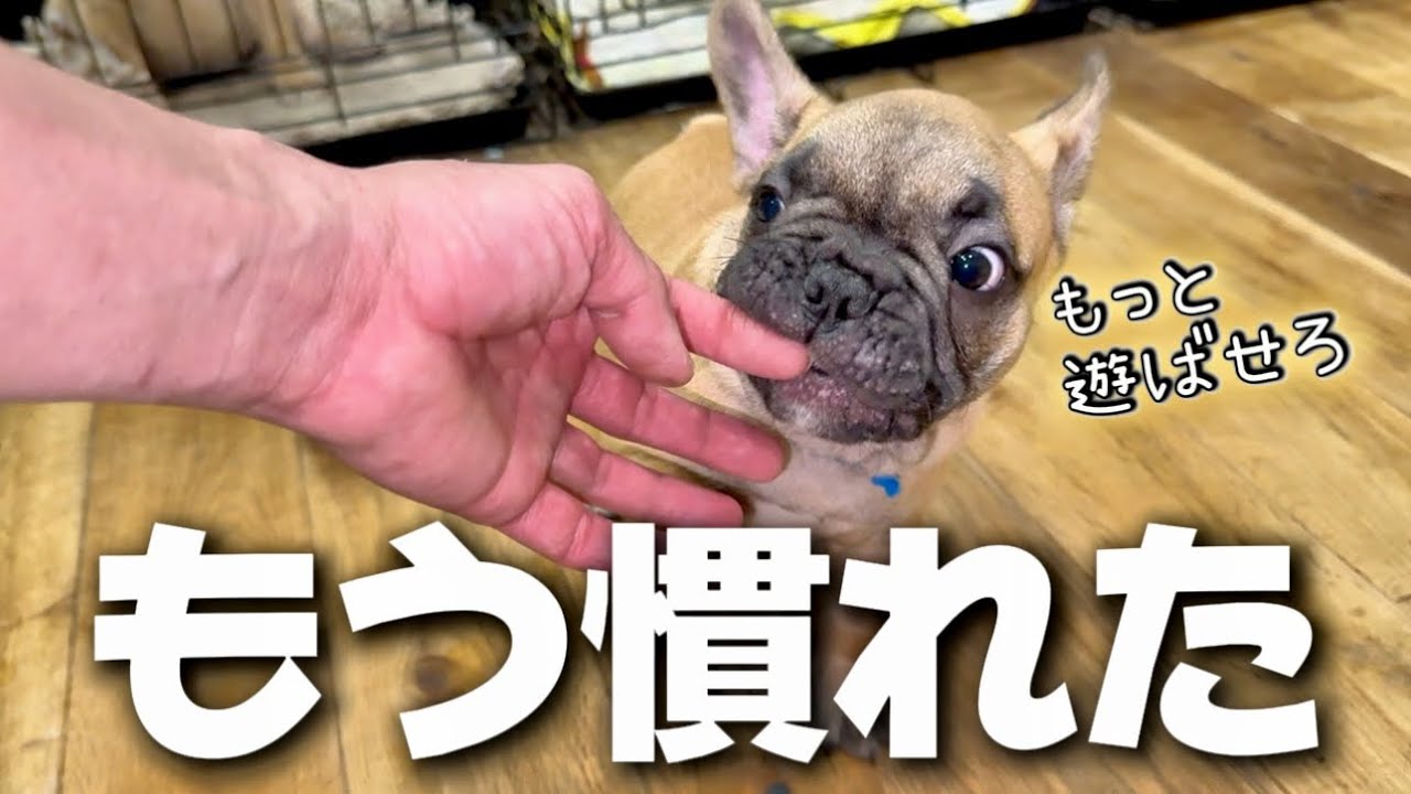 【お迎え5日目】新居に慣れて先住犬にやられる子犬がこちらですww