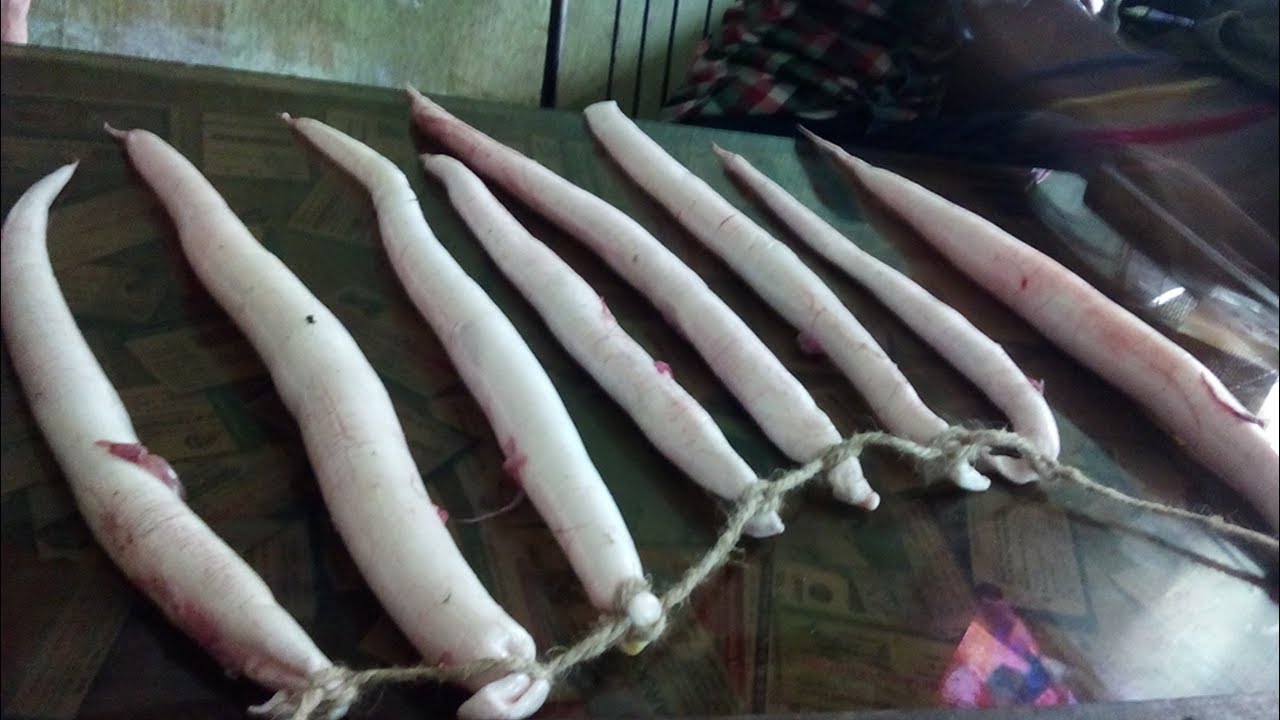 Eel Fish maw  - Best Eel Fishing By Oil