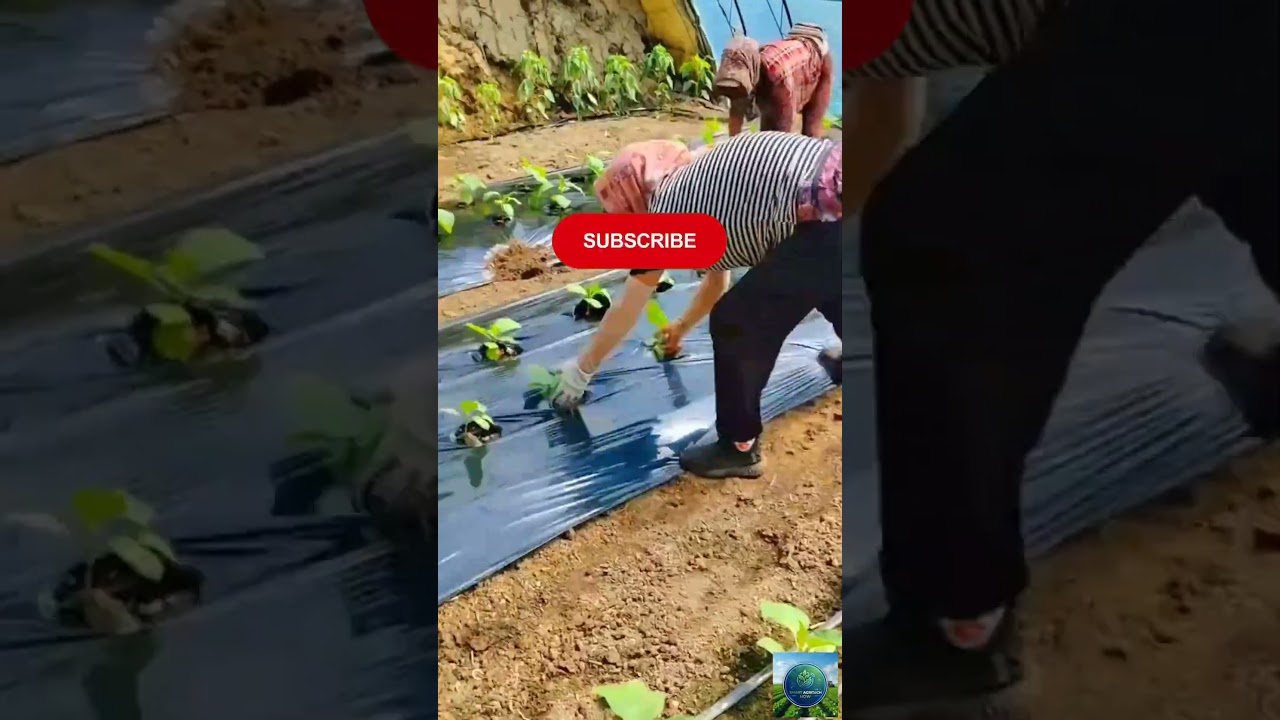 This Simple Farming Trick Will Save You Hours! 💡 Efficient Vegetable Gardening #agritech #viral