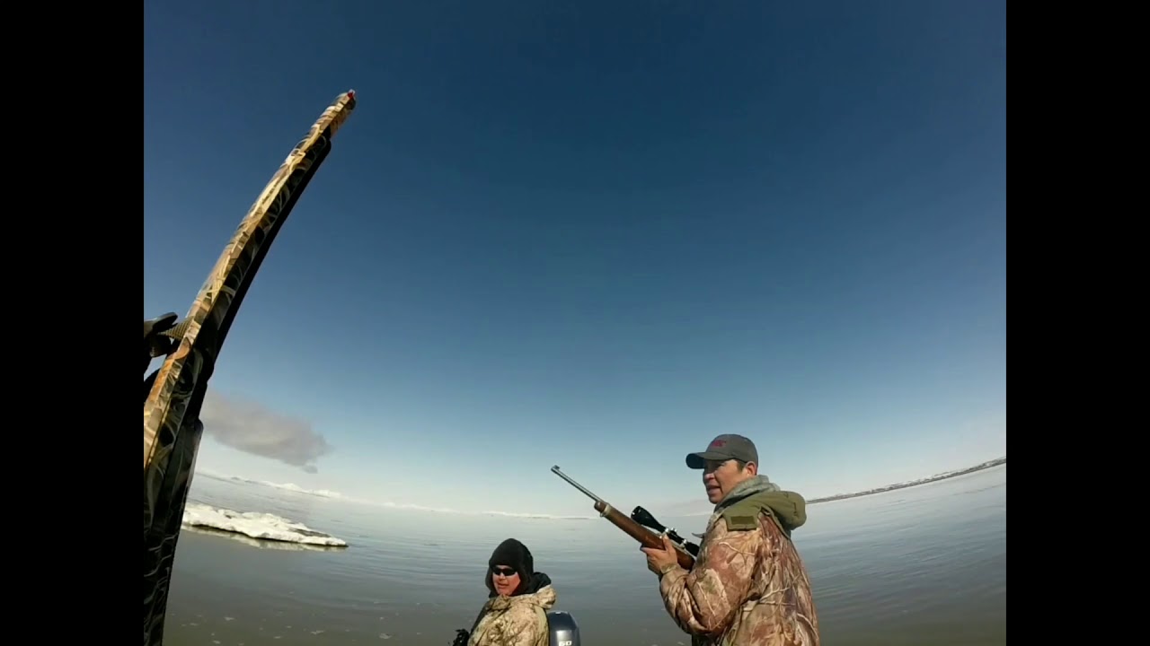 Seal hunting