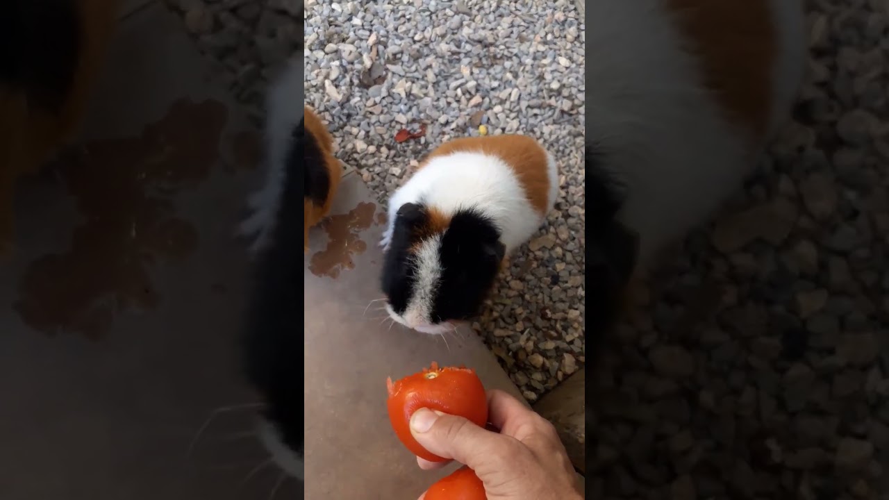 Conchita y La Cuqui