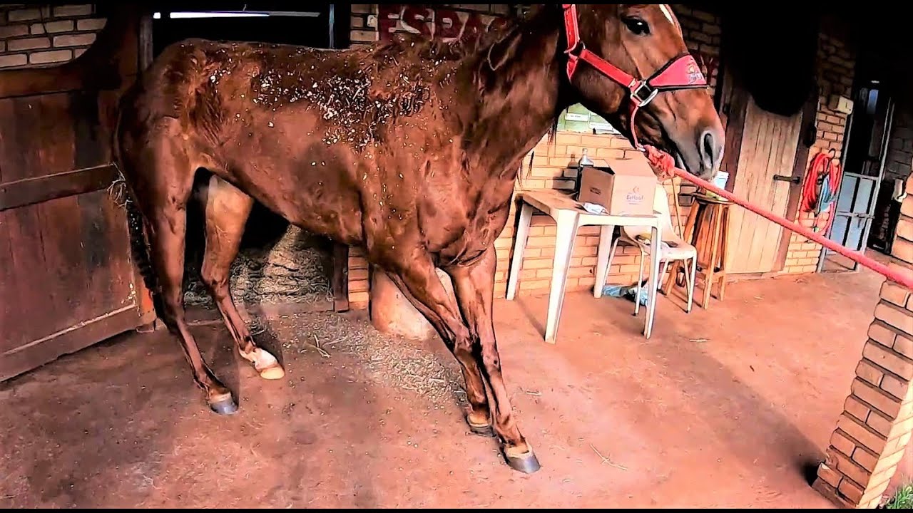 Laminite  TRAVOU  o  cavalo... bem Grave...
