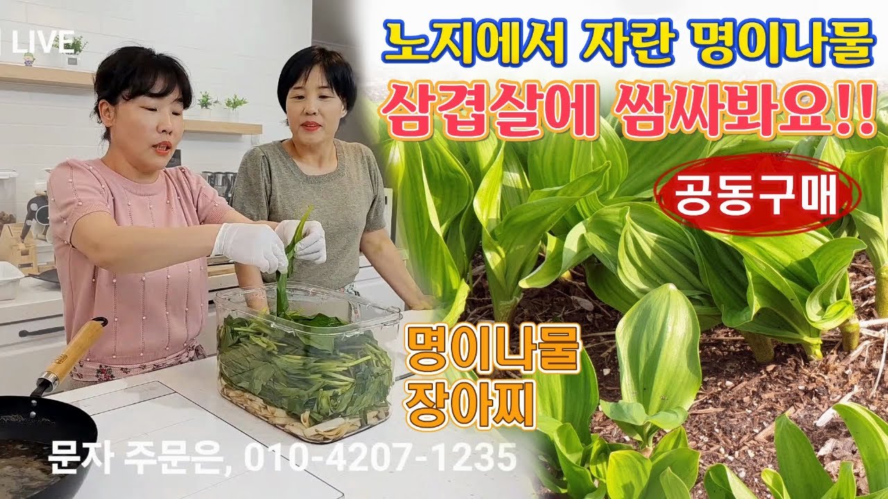 🔴 약성 좋은 노지 명이나물로 삼겹살 파티, 두고 먹는 명이나물 장아찌