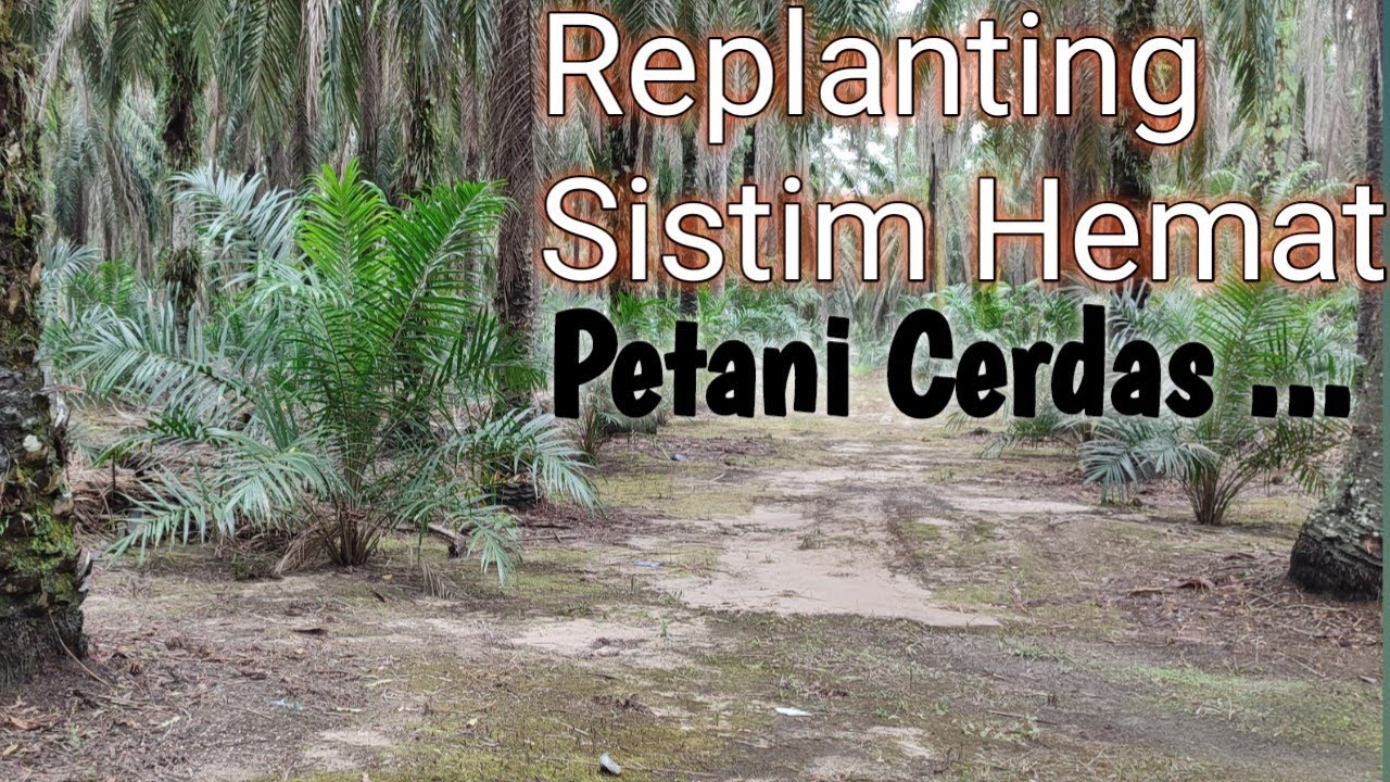Peremajaan Sawit Th 81 Sistim Sisip Hasilnya Pasti Sipp...