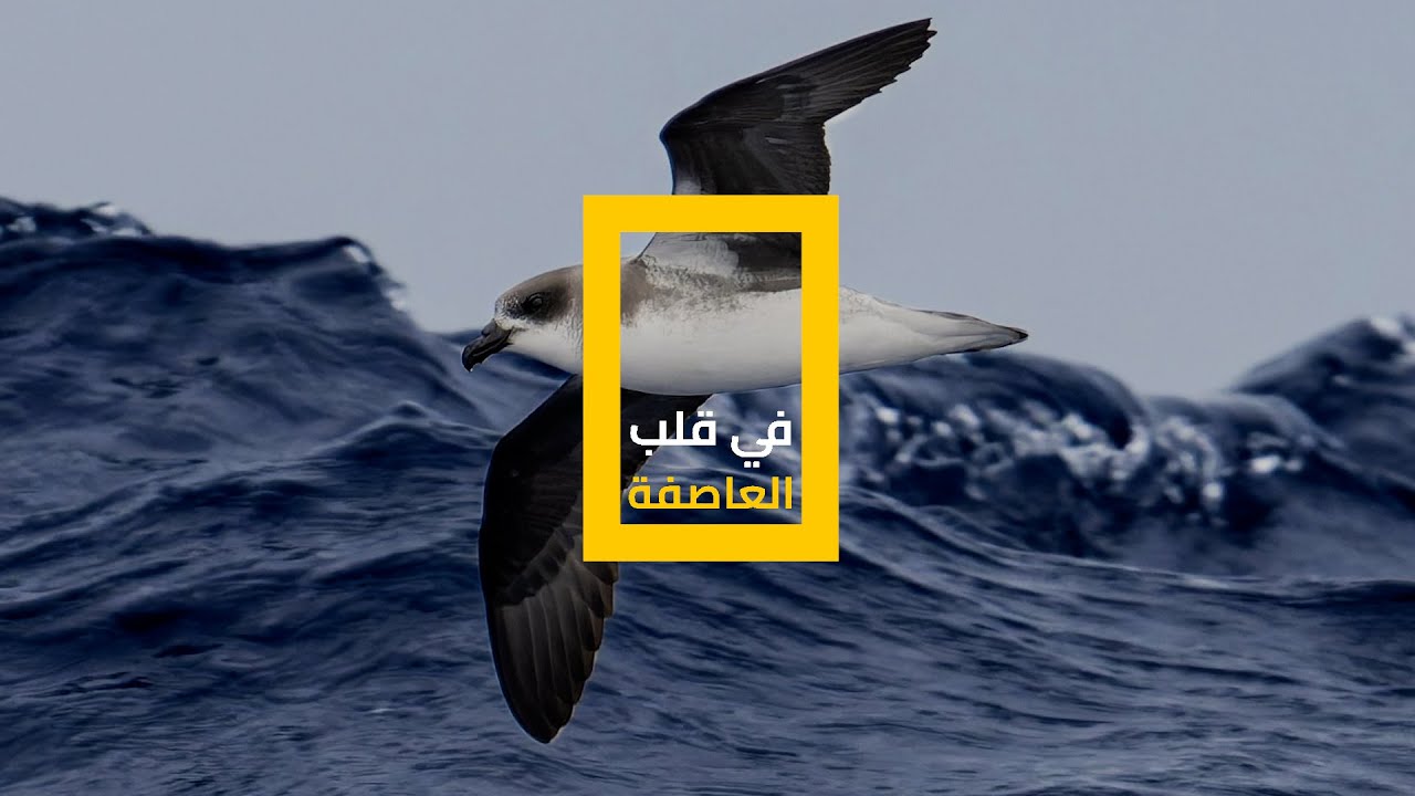 في قلب العاصفة