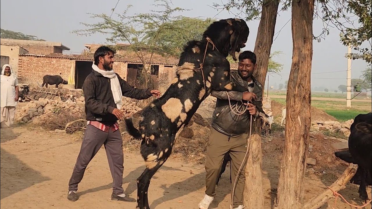Biggest Andul Bakre Full Height Size At Fareed Agro Goat Farm Alwar Rajasthan.