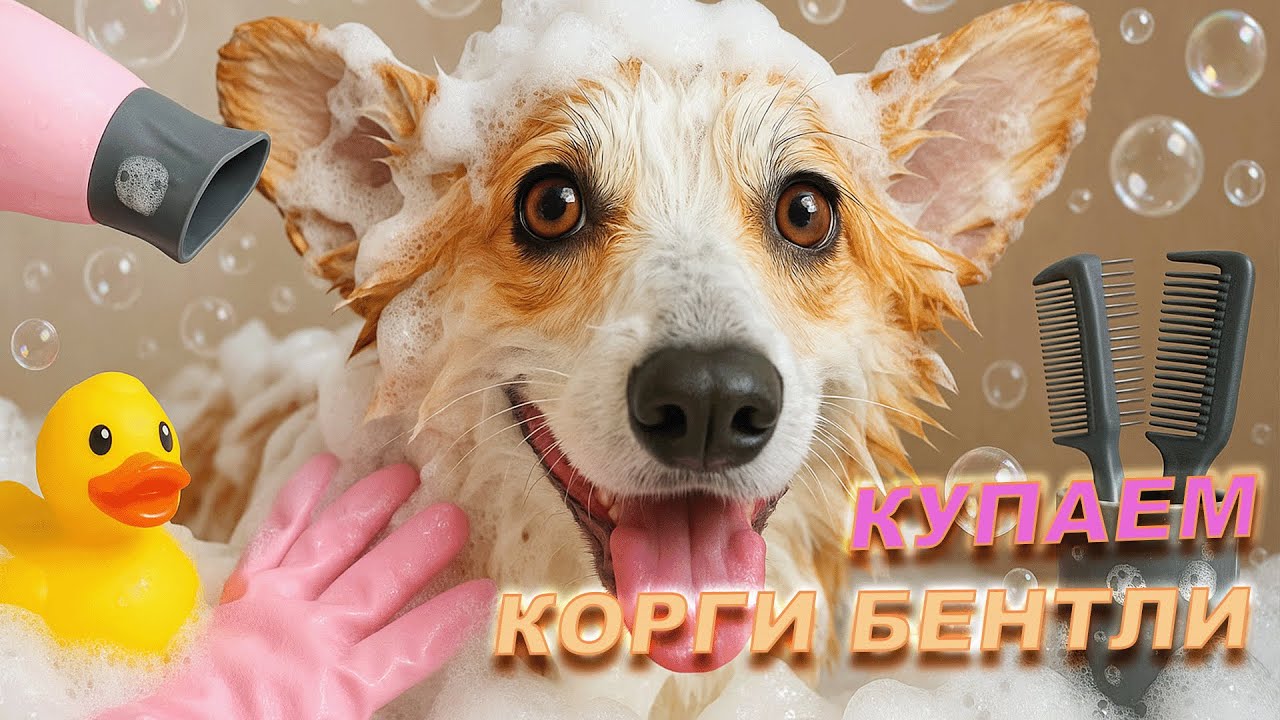 Купаем корги Бентли!