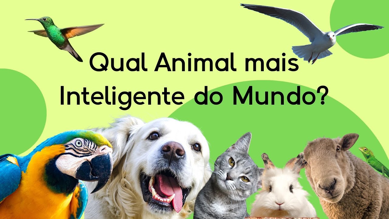 Os 10 Animais Mais Inteligentes do Mundo