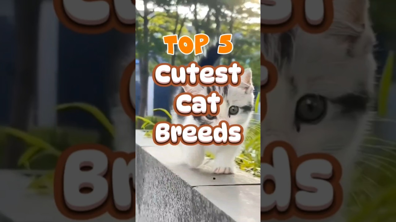 Top 5 Cutest Cat Breeds in the World (Number 1 Will Melt Your Heart!) #catlovers #cat #catbreed