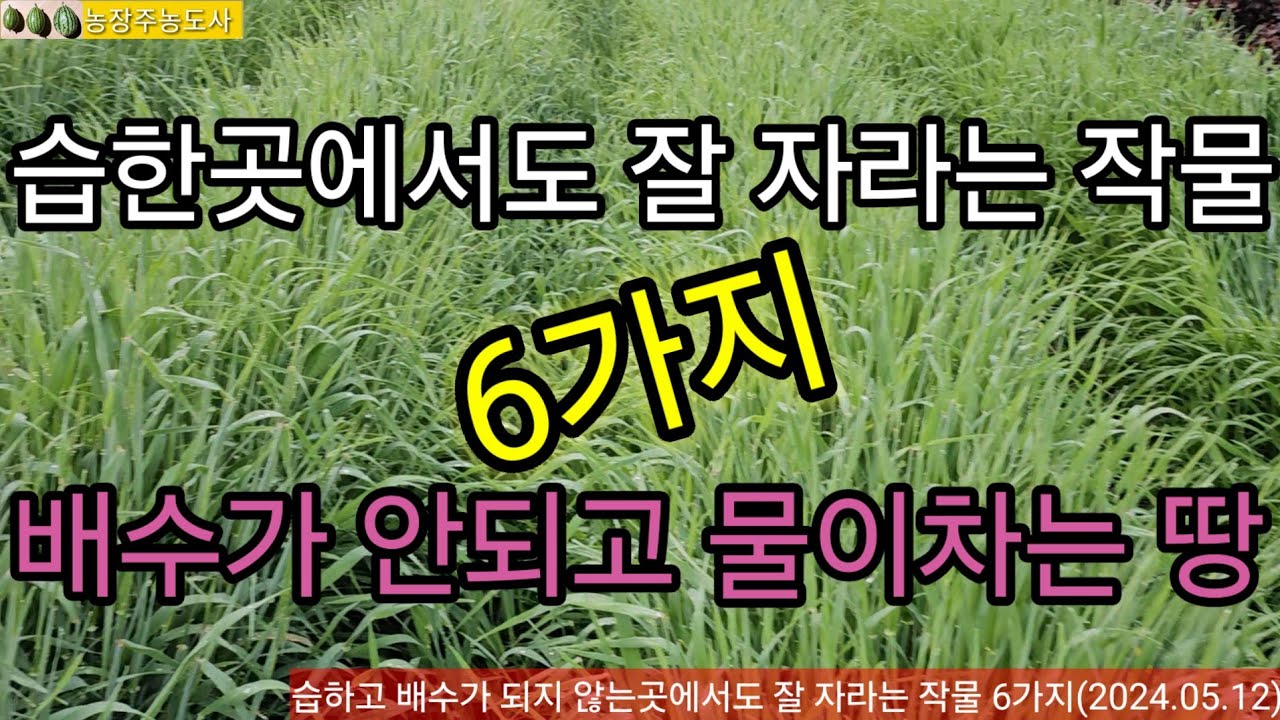 습한곳에서도 잘 자라는 농작물 6가지, 배수가 안되고 물이 차는땅에서도 잘 자라는 농작물
