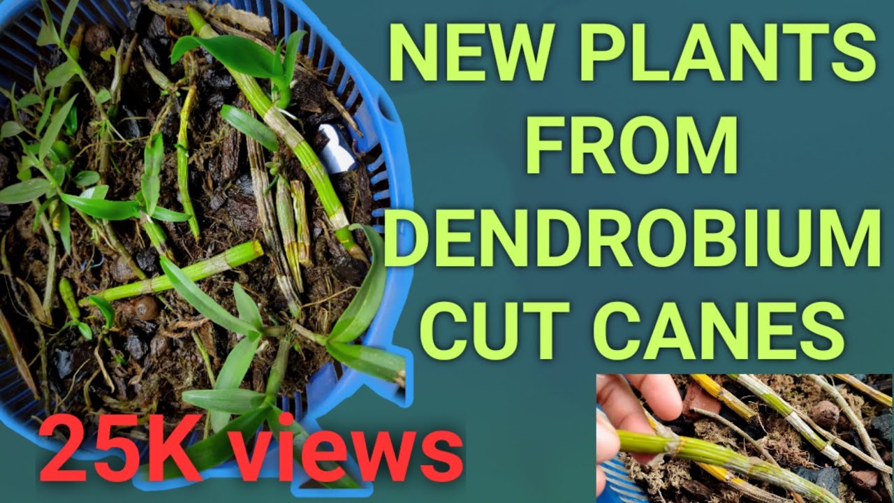 Dendrobium orchid propagation from old canes