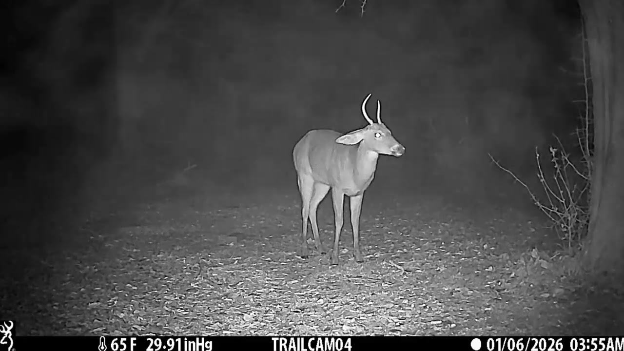Cam04 2026/01/05 1080p