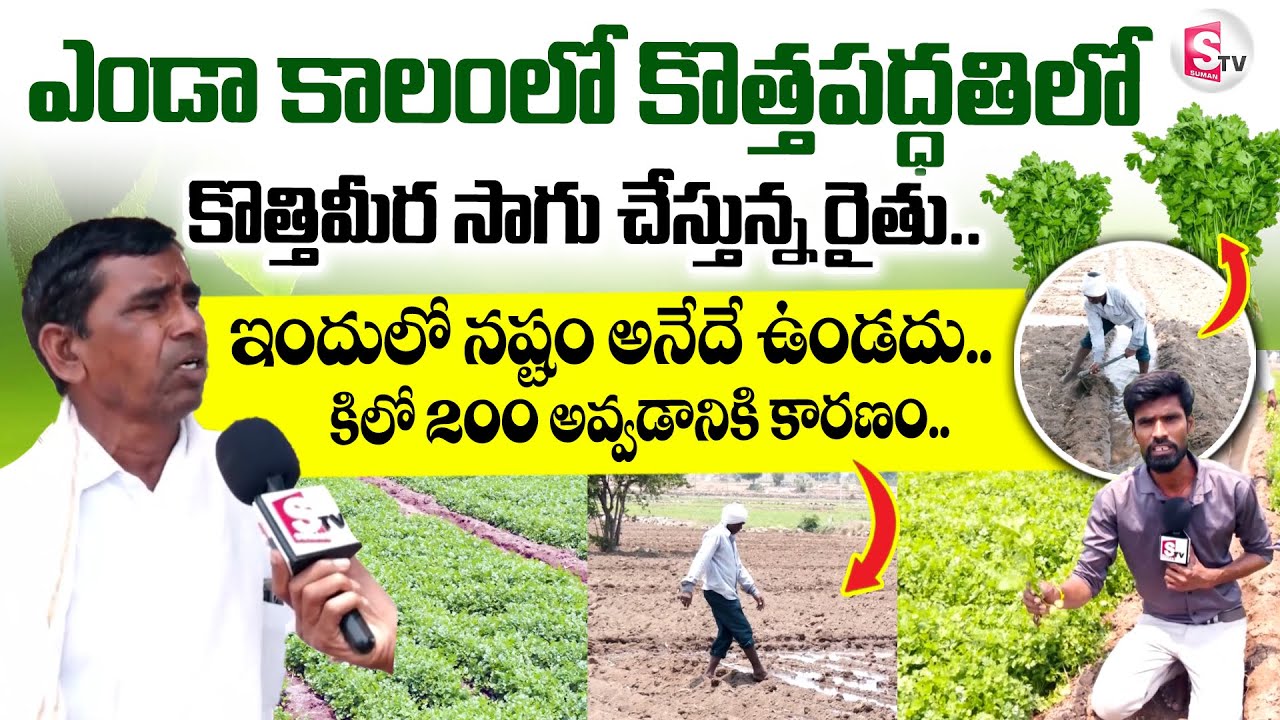 Kothimeera Farming : Farmers Get Profit By Kothimeera Cultivation | Coriander Cultivation In Summer