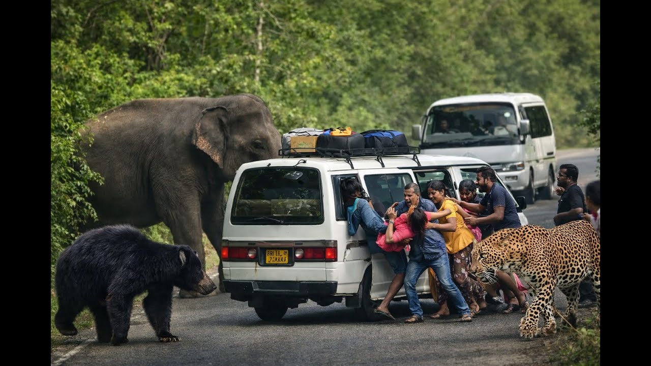 Elephant Takes Control of the Road 😱 Wildlife Chaos Unfolds