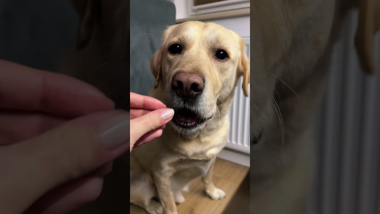 PYSZNY POCZĄTEK TYGODNIA! 👨🏻&zwj;🍳 #śmiesznefilmiki #goldenretriever #komedia #labrador #retreiver