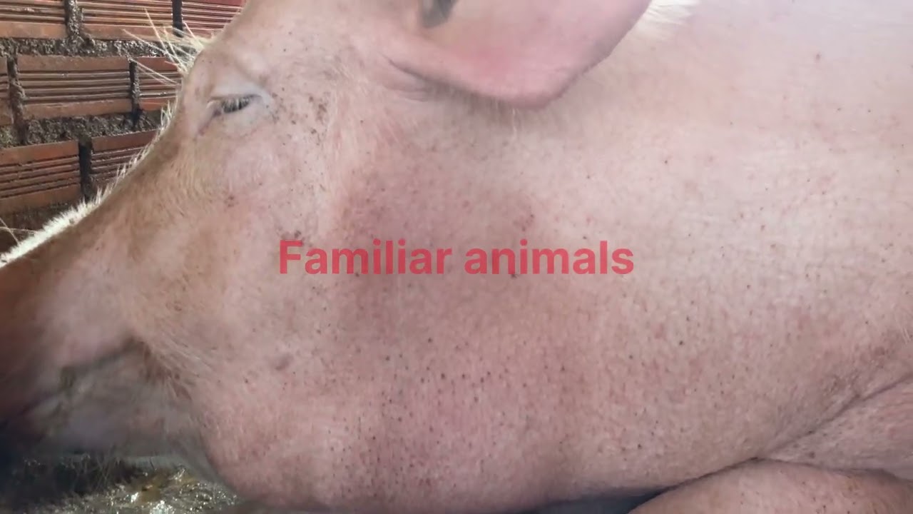 Activity my pig at home today.