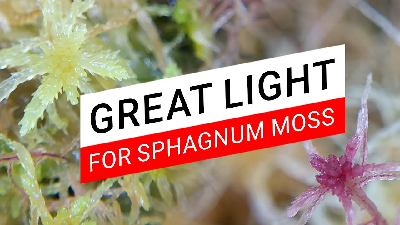 Best light to grow live sphagnum moss, seedlings and pitcher plants cutting - MARS HYDRO VG80
