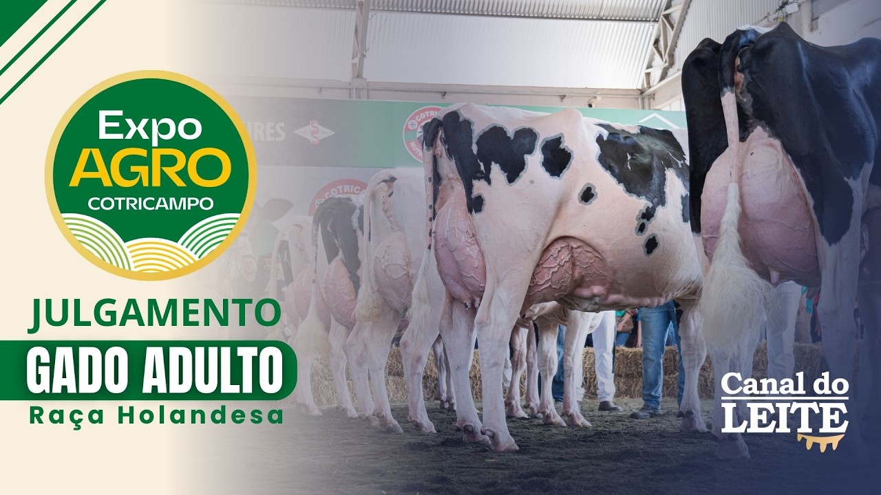 Expo Agro Cotricampo 2026 - Julgamento do Gado Adulto da Raça Holandesa