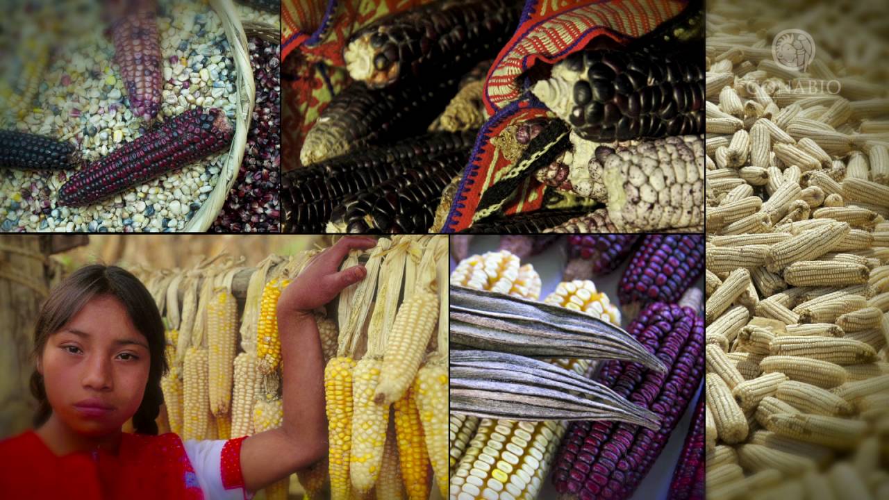 Patrimonio Inmaterial en México