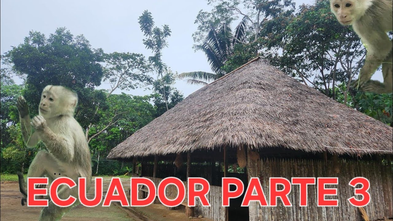 DESCUBRIENDO LA SELVA Y TRIBUS DEL AMAZONA EN MISAHUALLI, TENA: AVENTURA EN ECUADOR.