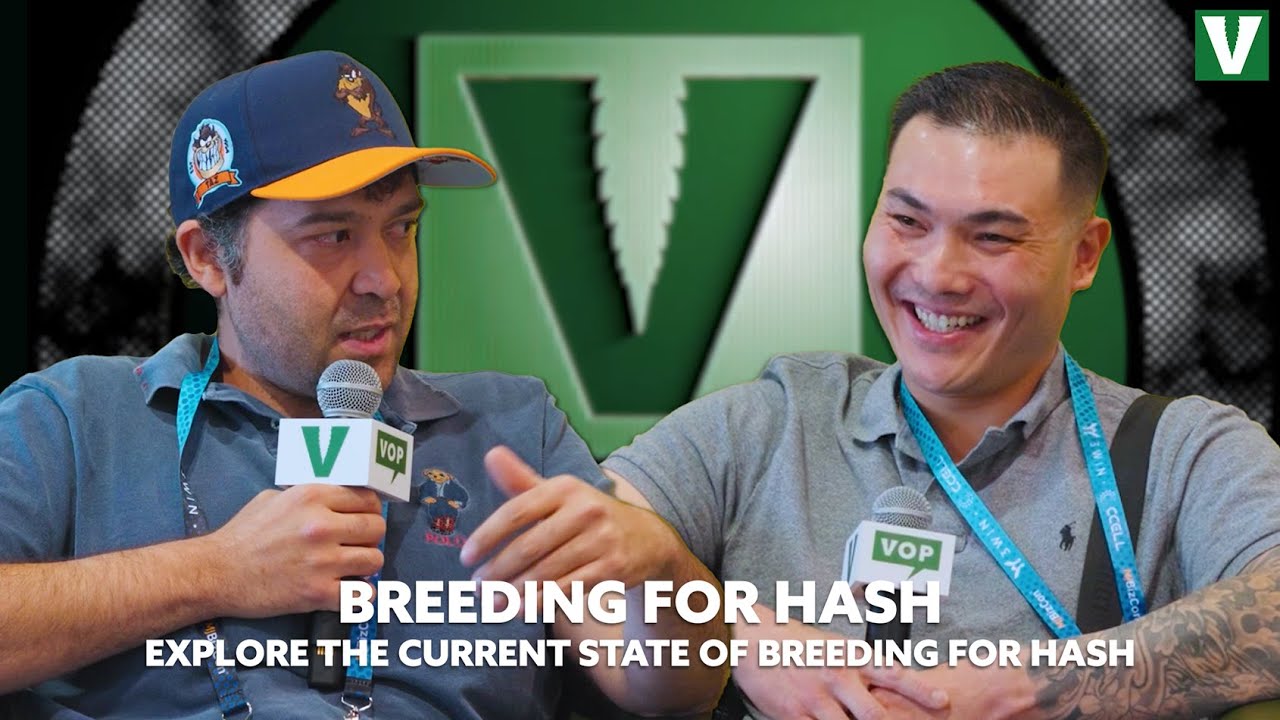 VOP: Cannabis Breeding for Top Concentrates: The Breeders & Washers Behind the Strains