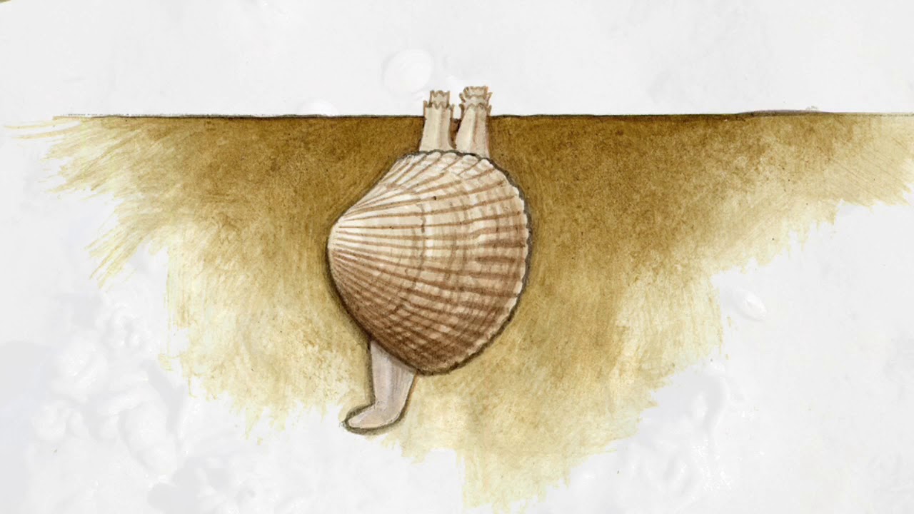 VWW#05   Muscheln