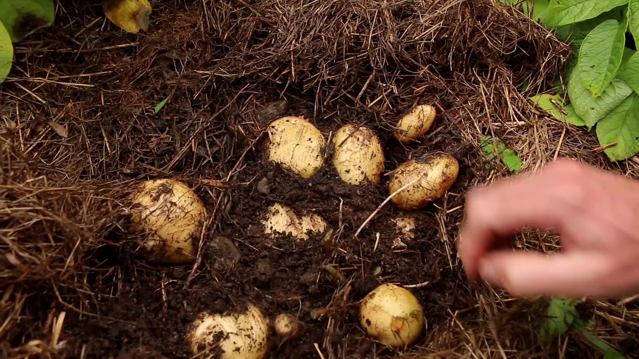 Dealing with Potato Blight - 60 Second Gardening