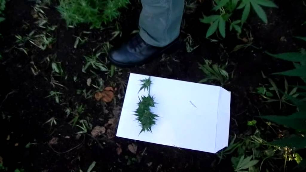 Uprawiał konopie w lesie pod Tucholą