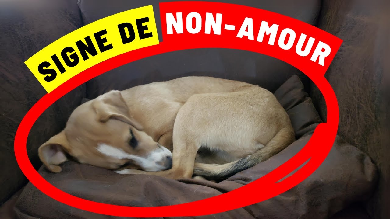 10 signes que votre chien ne vous aime pas (Vous ne vous en doutez pas !)