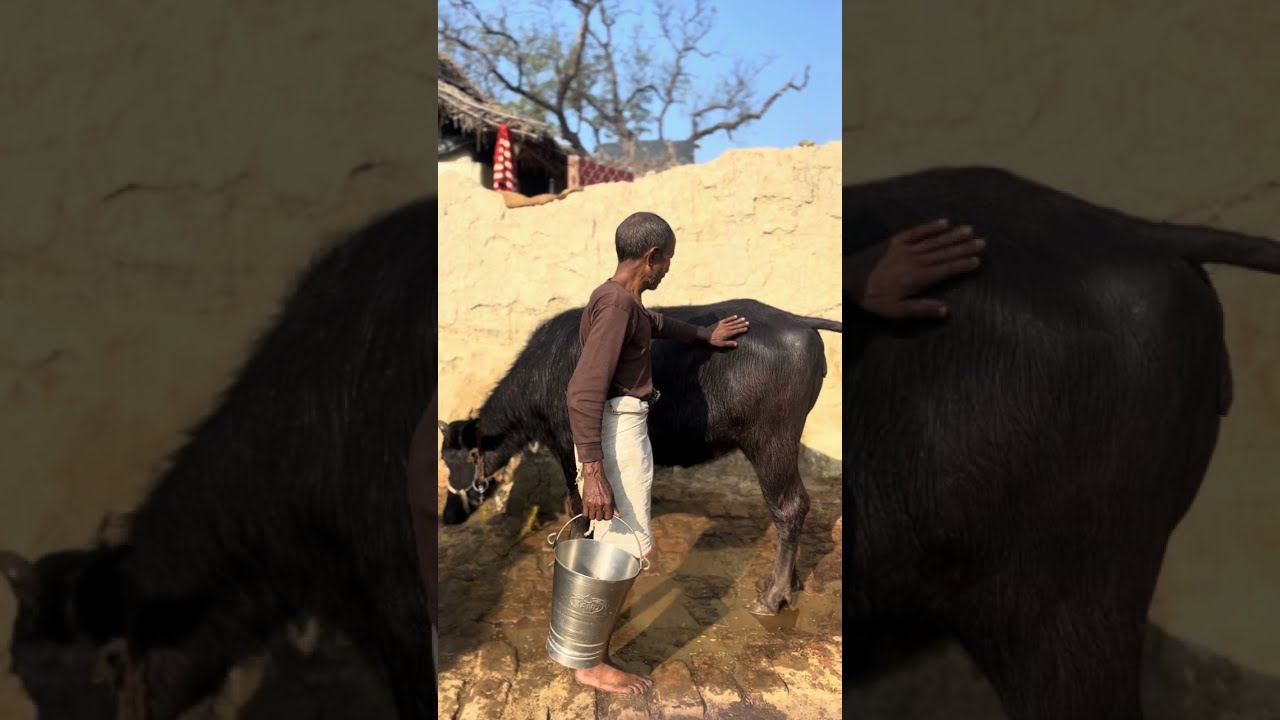 Magaru aur phoolmati me huyi ladai magaru ke Bappa ￼ne magaru ko Prane Zamane ki video Gaon ki ￼￼