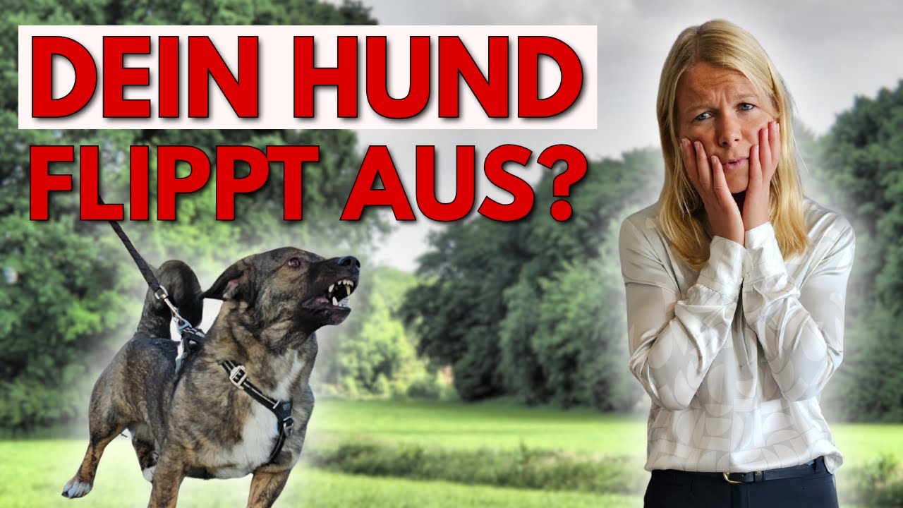 Dein Hund flippt bei jeder Begegnung aus? Dann mach DAS!