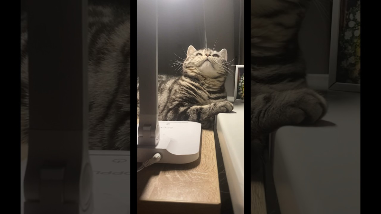 Purrfectly Adorable: A Charming Cat Captivates Hearts🤩🥰❤️ #cat #cats #cutecat