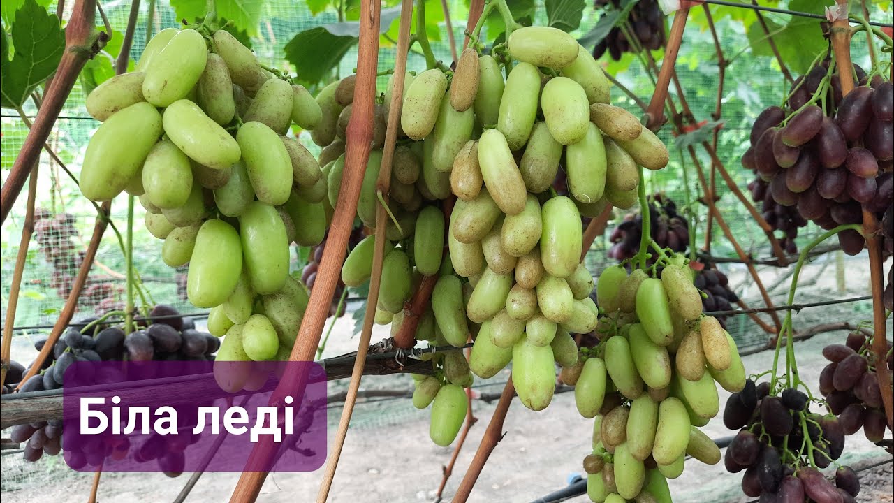 Біла леді 2023