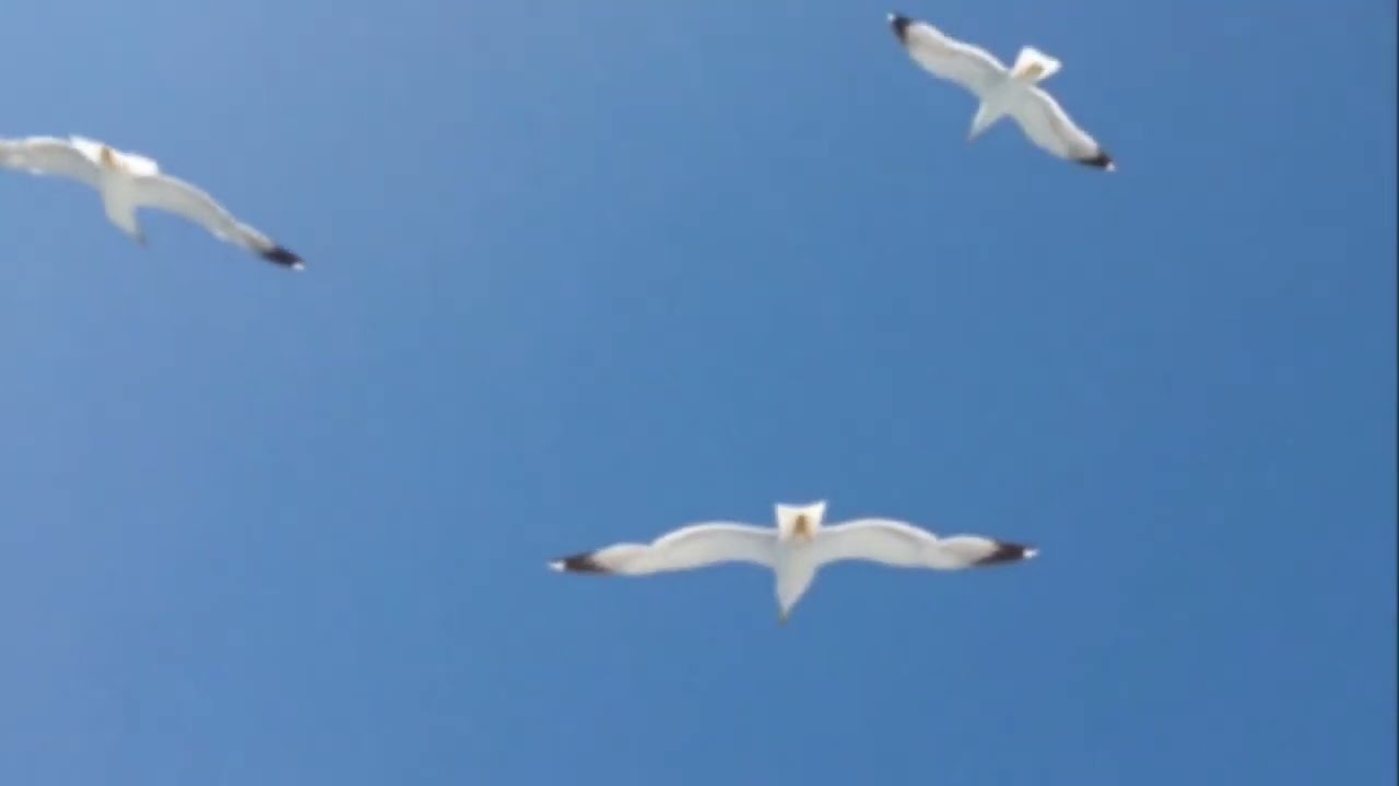 SOLINAR - Klapa Skala Gropada