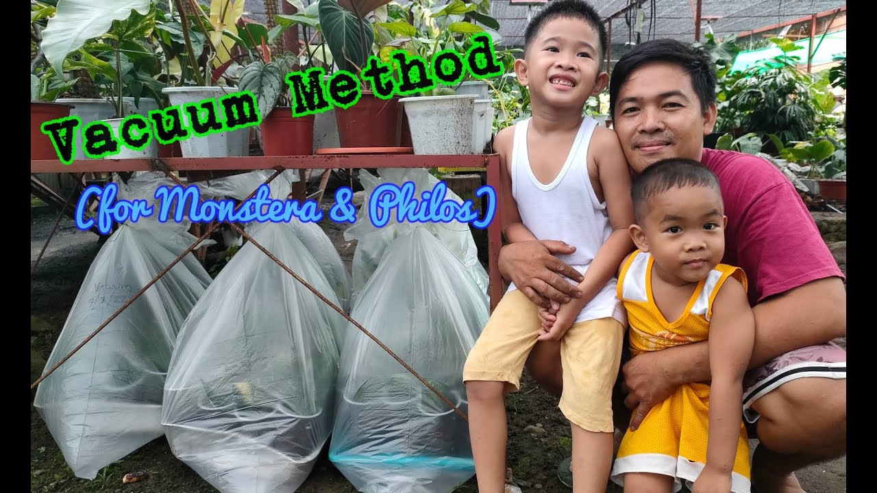 How to Propagate Monstera Peru? | Vacuum Method Propagation