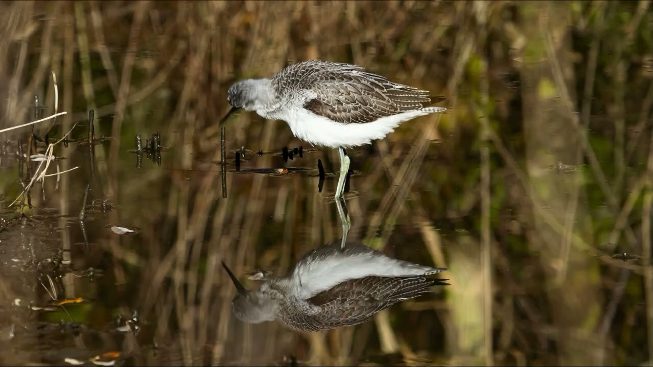 ARCHIBEBE LINICOLAS