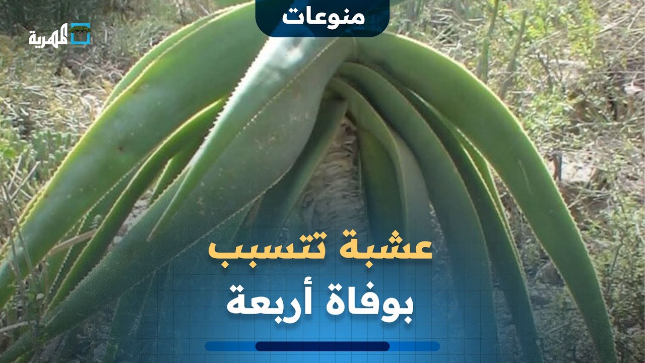 عشبة تتسبب بوفاة أربعة من أسرة واحدة.. ما التفاصيل؟