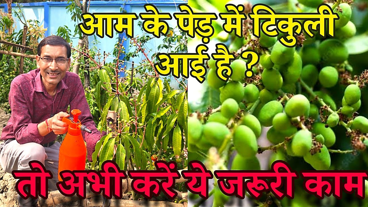 आम के पेड़ में टिकुली आई है तो ये काम जरूर करें। इतने आम होंगे की खाते खाते थक जाओगे। Mango bumper 