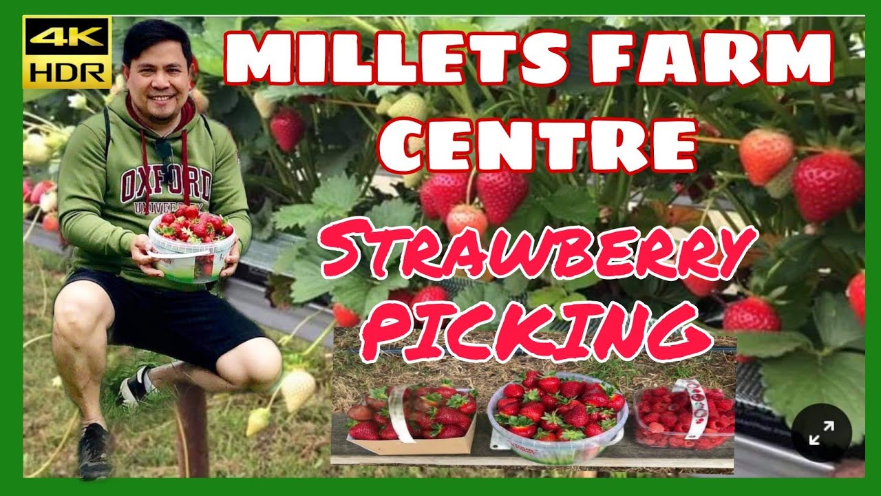 Millets FARM CENTRE / Our STRAWBERRY Picking Day Out !!!