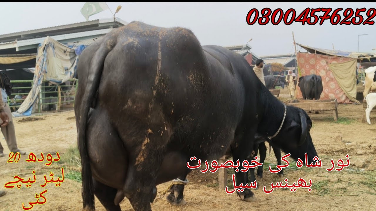 Noor Shah ki high milking buffalo sale Okara Animal Tv 03004576252/21/12/2025/چیچہ وطنی مال منڈی 