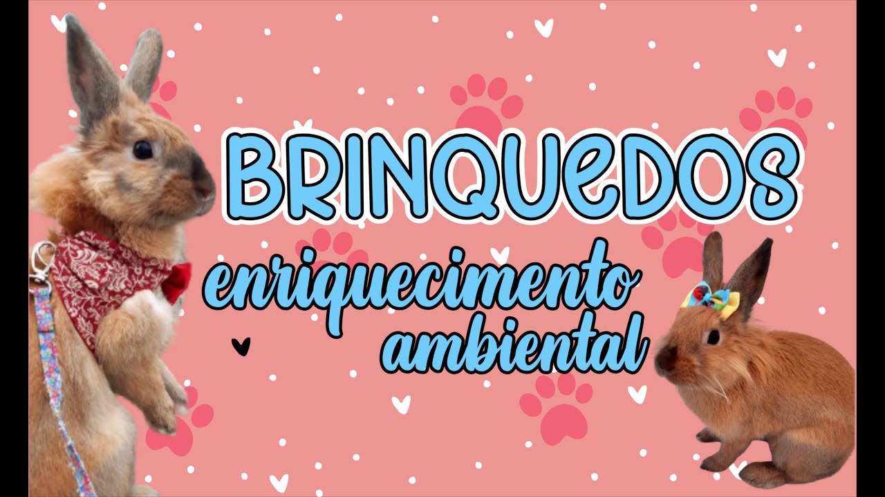 DIY Brinquedos para coelho - enriquecimento ambiental