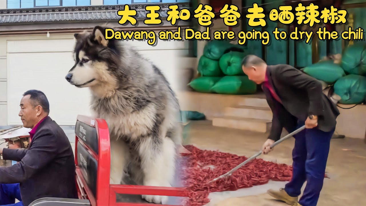 大王和爸爸去晒辣椒 | Dawang and Dad are going to dry the chili 【阿盆姐家的大王】