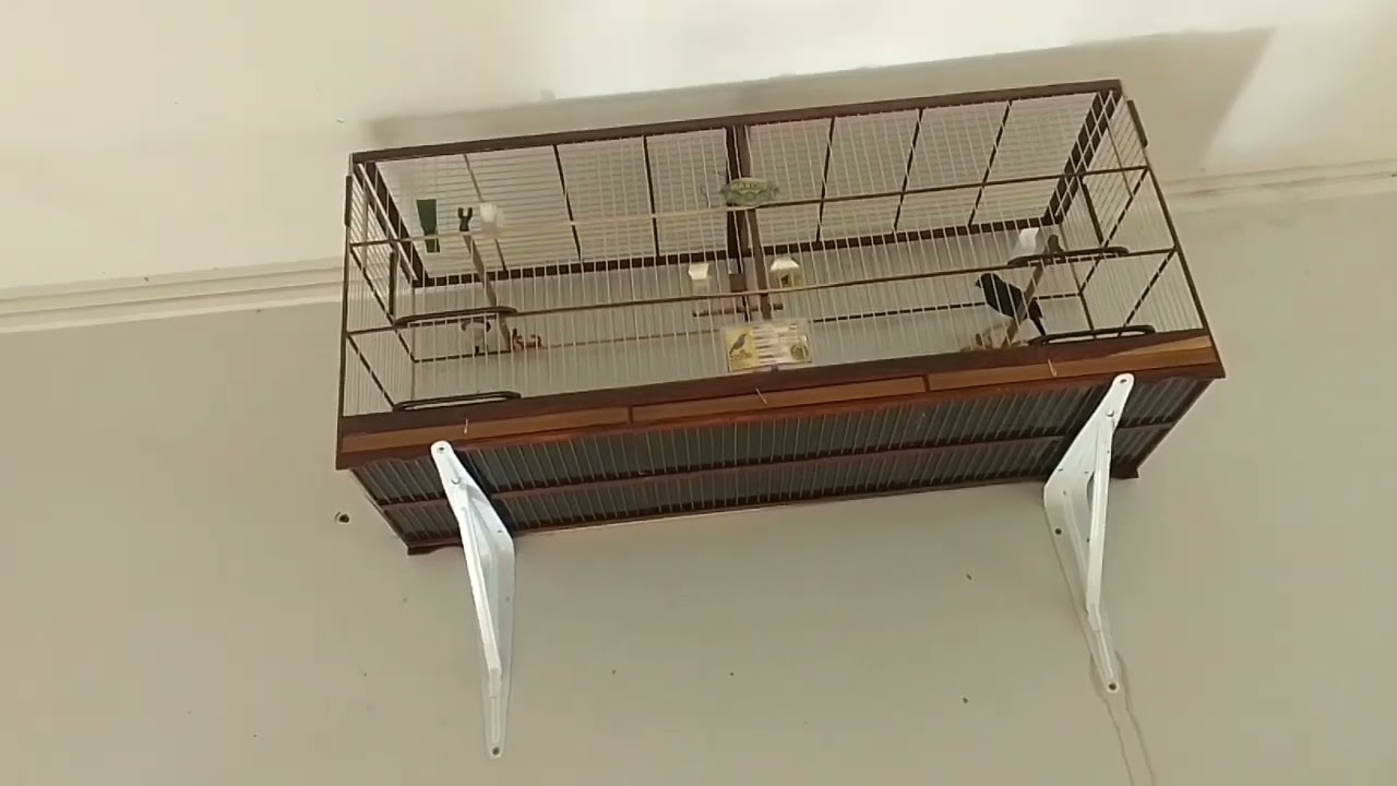 Um dos manejos pra seu azulão render mais nos torneios (Condicionamento)