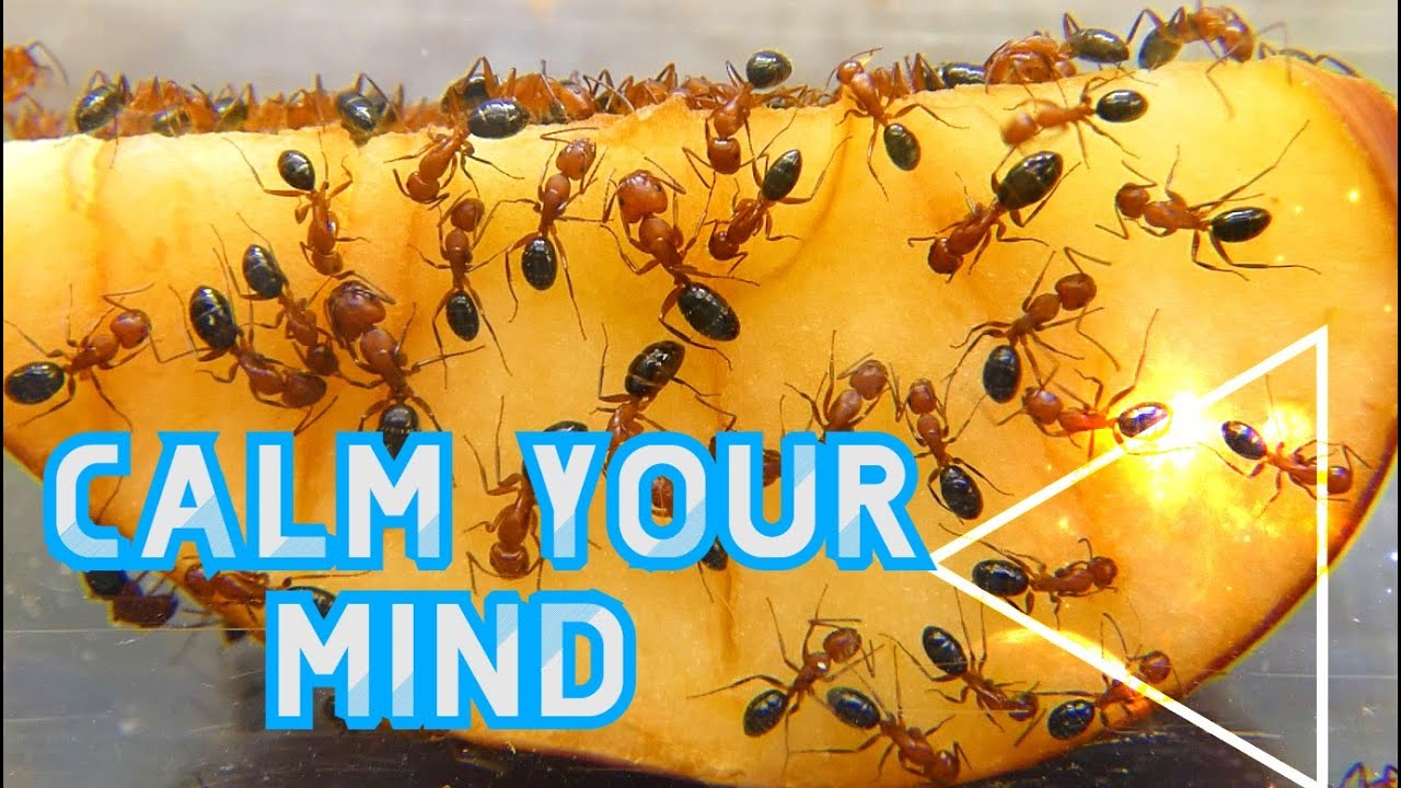 Ants & Apples