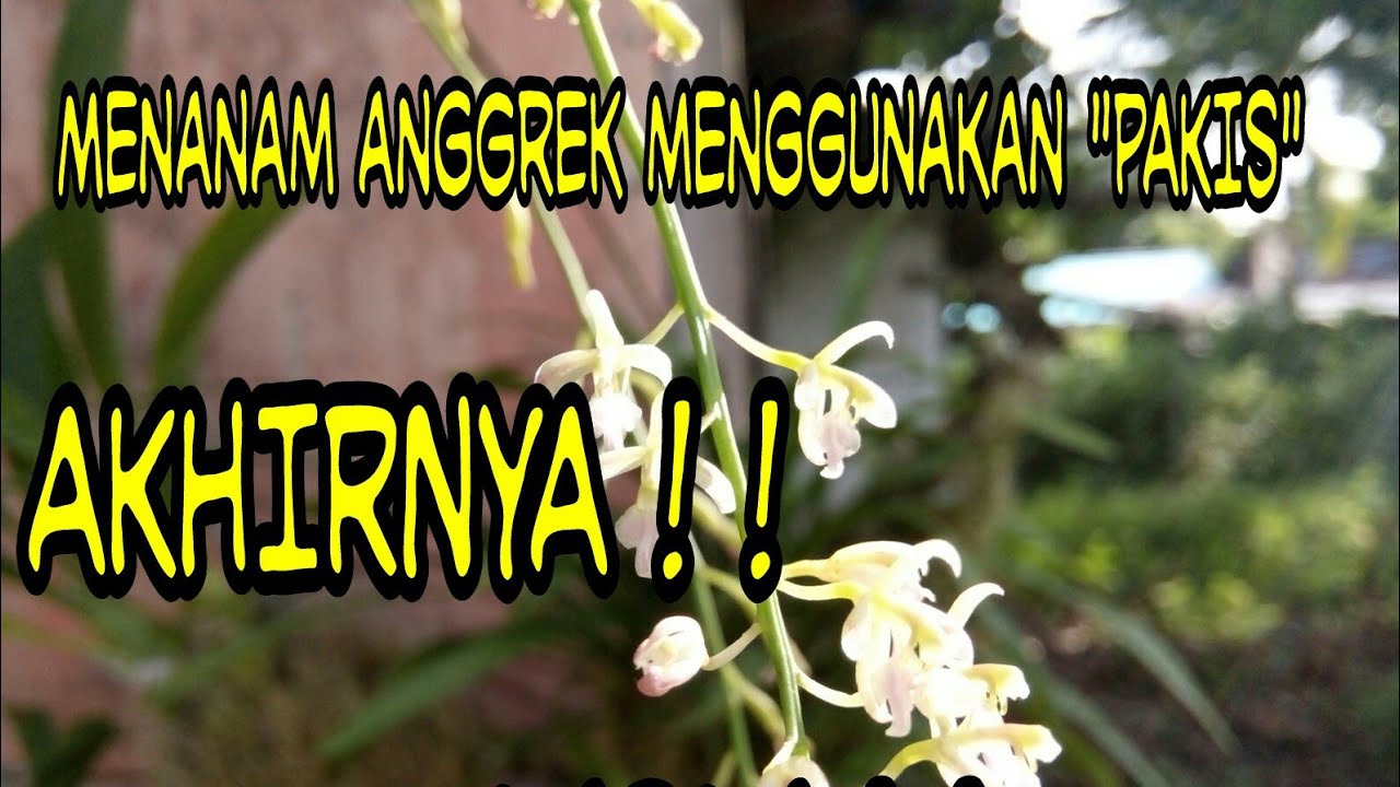 it works!  anggrek tumbuh subur dgn media tanam pakis...