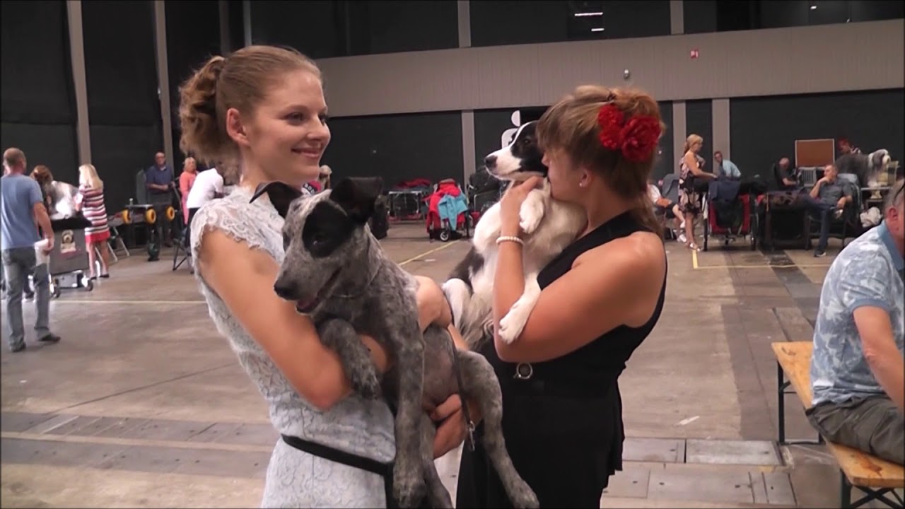 SOH #27 Oefenen gedurende de angstfase (Int. Dogshow Rotterdam '19)