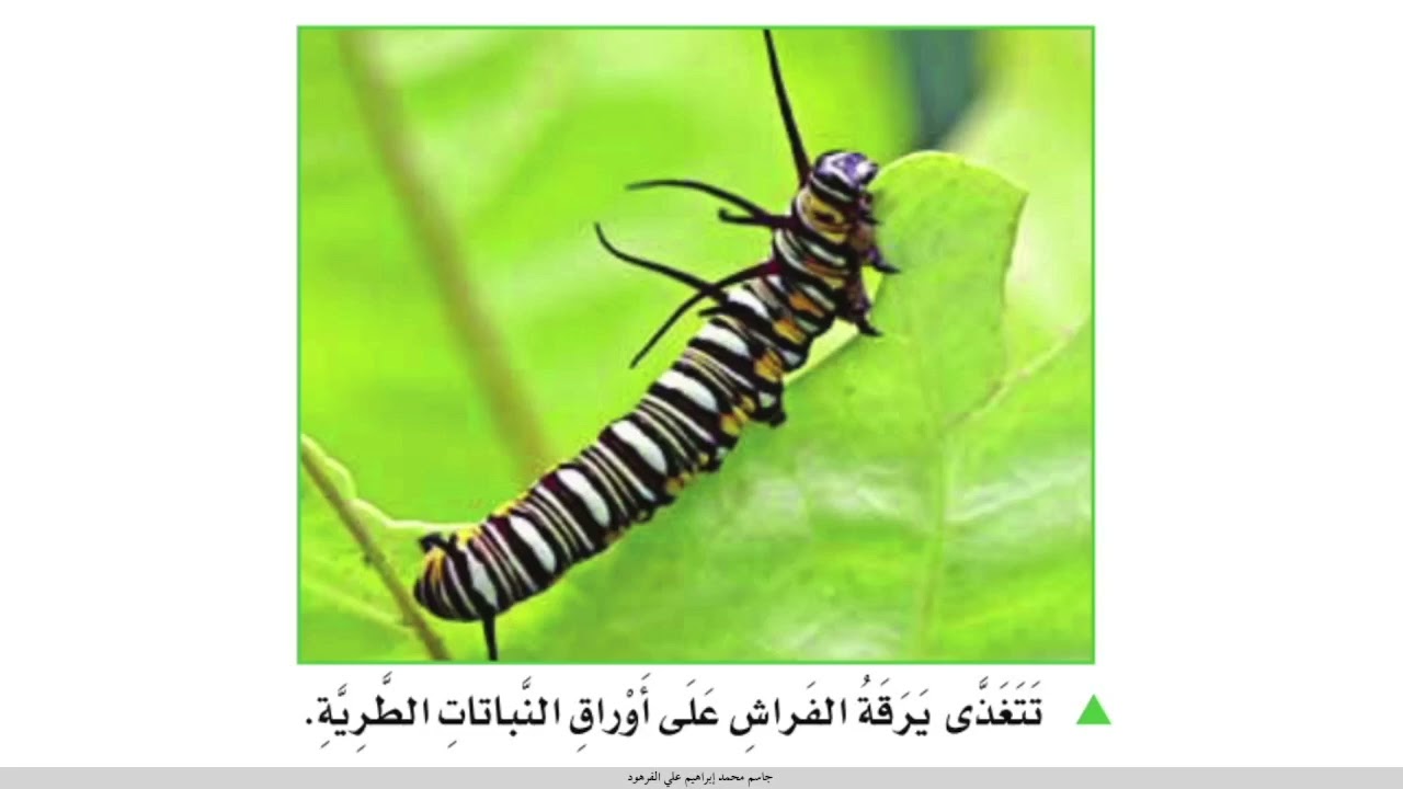 المخلوقات الحيّة وحاجاتها علوم ثالث ابتدائي