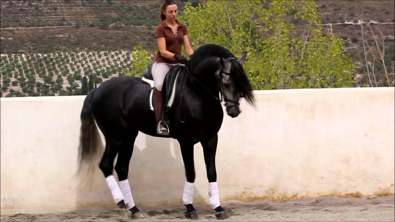 Samuray horse