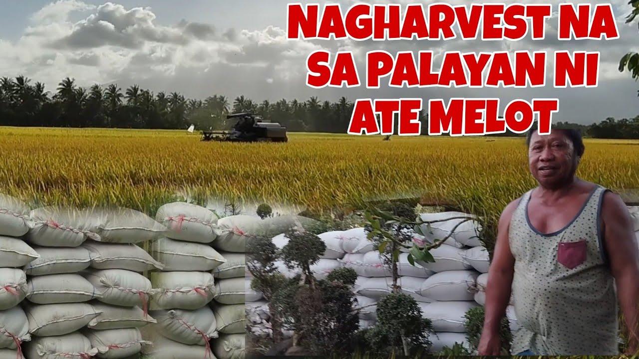 Nagharvest na sa Palayan ni Ate Melot/Dudotskie TV